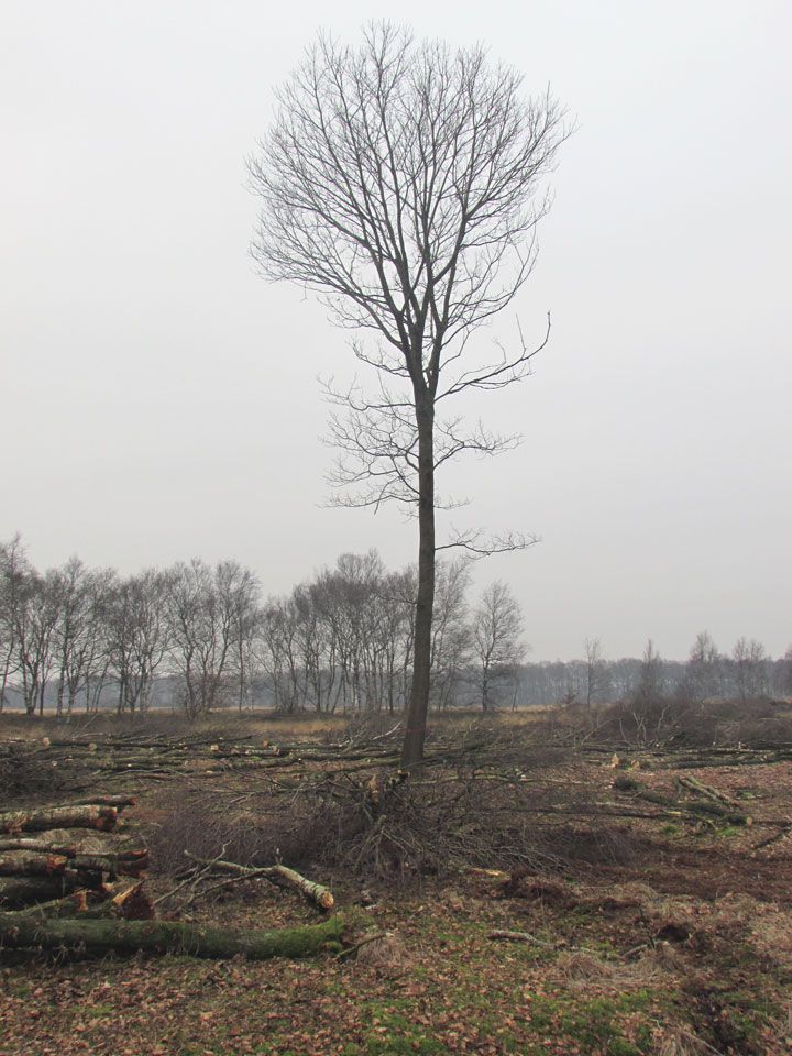 Hout in gaaskisten